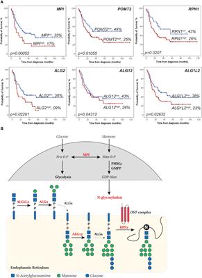 Concanavalin A staining: a potential biomarker to predict cytarabine sensitivity in acute myeloid leukemia